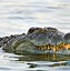 Arti Mimpi Melihat Buaya Besar Di Sungai